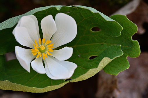 Bloodroot flower in the palm of its uniquely shaped leaf before the leaf has completely unfolded. Early spring in the Connecticut woods.