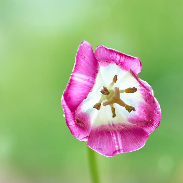 tulip flower stand in a vase