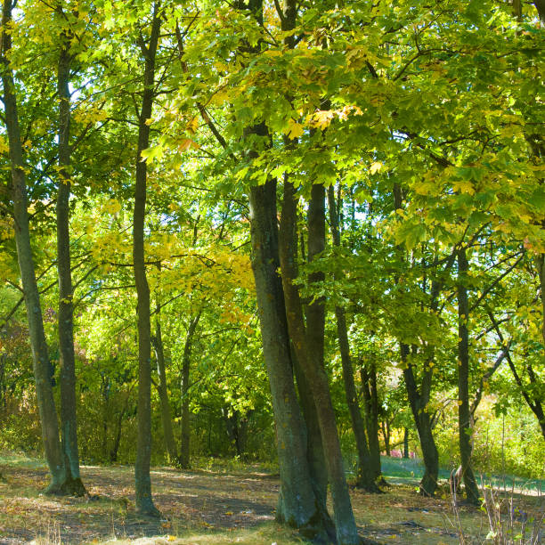 istock Autumn forest with yellow leaves and bright sky. 2150579725
