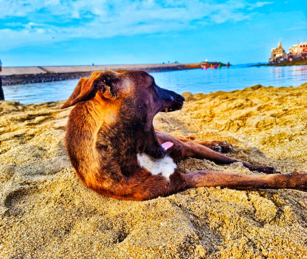 A dog with open mouth sitting on sand at Dwarka beach of Gujarat, India