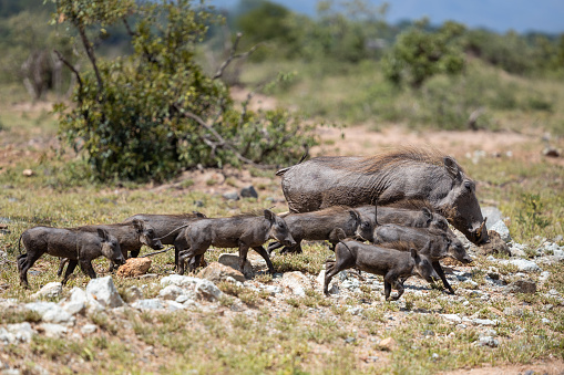 A family of Common warthog (Vlakvark) (Phacochoerus africanus) with very young babies near Berg-en-Dal in the Kruger National Park, Mpumalanga, South Africa