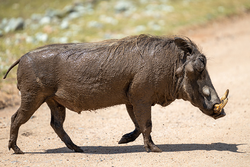 Common warthog (Vlakvark) (Phacochoerus africanus) near Berg-en-Dal in the Kruger National Park, Mpumalanga, South Africa