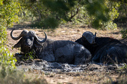 Buffalo (Syncerus caffer) lying under a bush near Berg-en-Dal in the Kruger National Park, Mpumalanga, South Africa