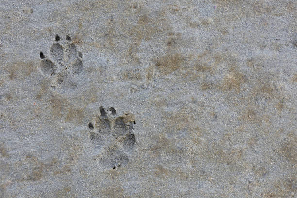An image of a set of dog paw prints left behind on a wet sandy beach.