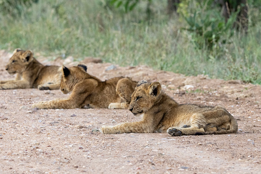Very young Lion cubs (Panthera leo) near Berg-en-Dal in the Kruger National Park, Mpumalanga, South Africa