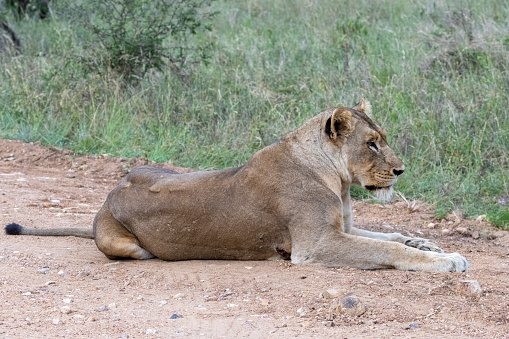 Lioness (Panthera leo) near Berg-en-Dal in the Kruger National Park, Mpumalanga, South Africa