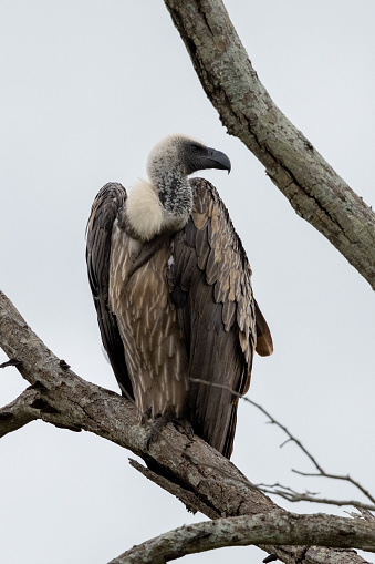 White-backed vulture (Witrugaasvoël) (Gyps africanus) near Berg-en-Dal in the Kruger National Park, Mpumalanga, South Africa