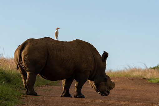 Dehorned Rhinoceros in Rietvlei Nature Reserve
