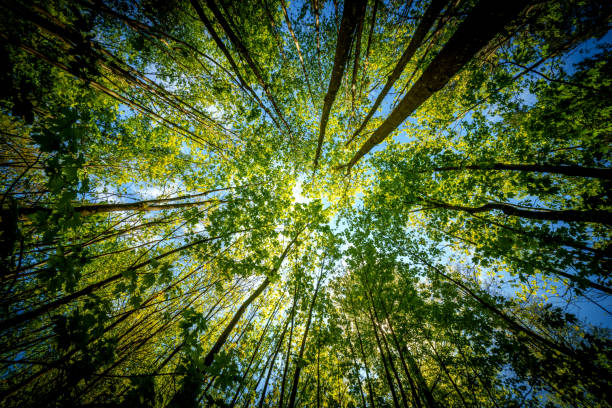 a view up into the trees direction sky - sustainability picture - stock photo - sunstar Observing the sun peeking through the trees in a forest is a serene experience, surrounded by terrestrial plants and a variety of shades of green and brown in the natural landscape forest stock pictures, royalty-free photos & images