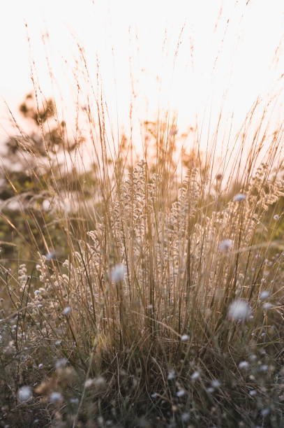 istock Herbs in Molise Mointains at sunset 2150583290
