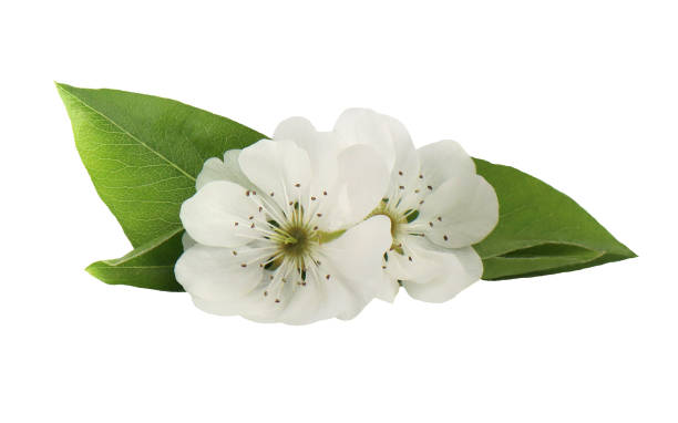 White pear flowers isolated on white background