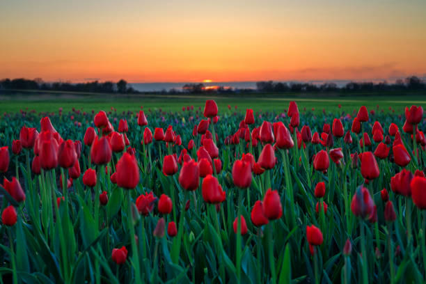 istock Sunset over the blooming tulip field in Poland 2150583762