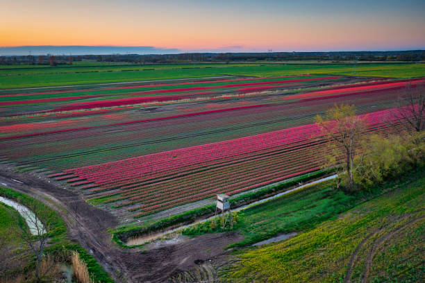 istock Sunset over the blooming tulip field in Poland 2150583782