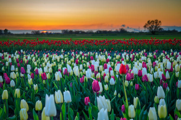 istock Sunset over the blooming tulip field in Poland 2150583787