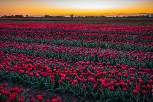 istock Sunset over the blooming tulip field in Poland 2150583797