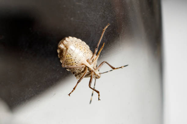 Detail view of a Rhaphigaster Nebulosa stink bug. Mottled shield bugs. Macrophotography.