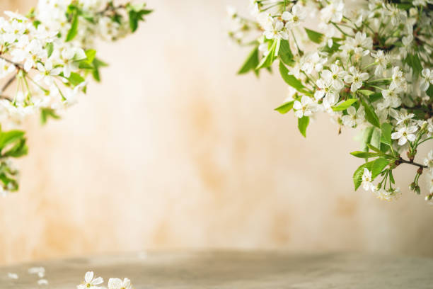 istock branches of blossoming cherry 2150584142