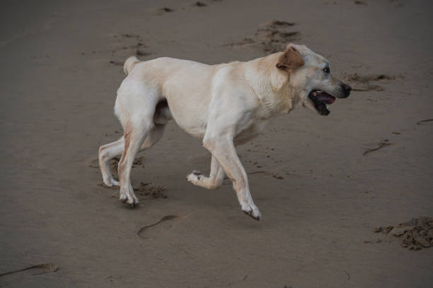 Labrador retriewer dog running and playing on the beach in Spain