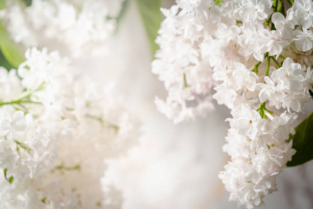 Springtime landscape with close up branch of blooming white lilac flowers, background. Romantic banner with free copy space for text