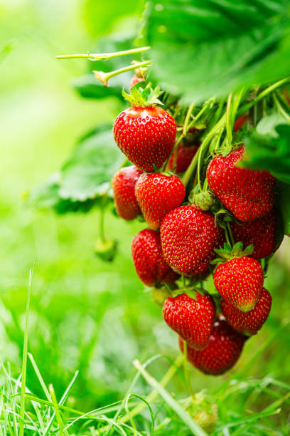 istock Fresh red strawberry fruit 2150584295