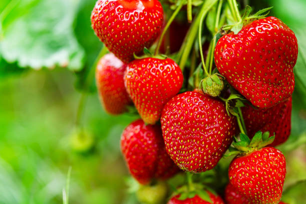 istock Fresh red strawberry fruit 2150584296