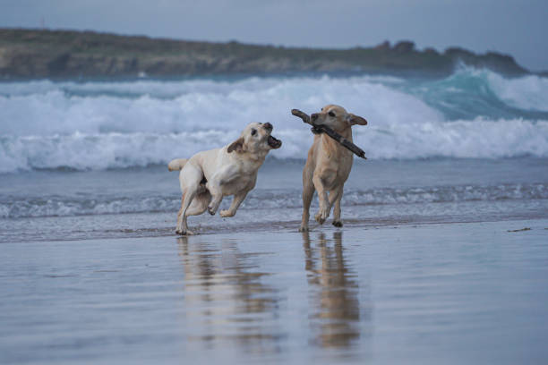 labrador retriever dogs playing on the beach with a stick in Spain