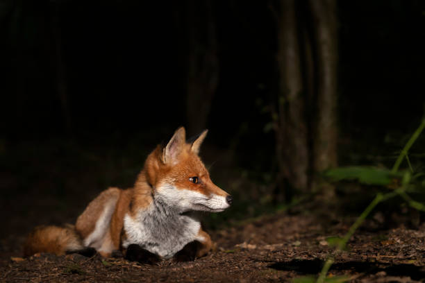 istock Portrait of a young red fox lying in a forest at night 2150584543