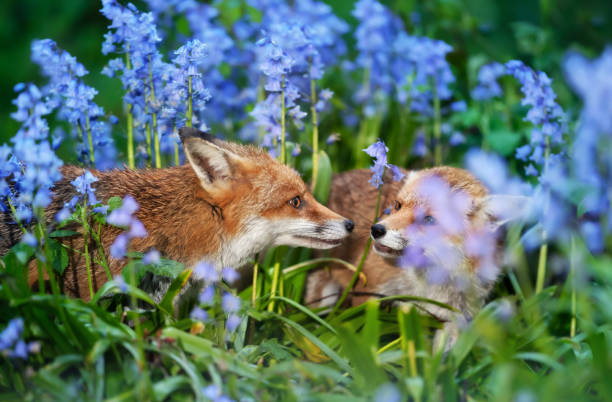 istock Portrait of a two red foxes amongst bluebells in spring 2150584573