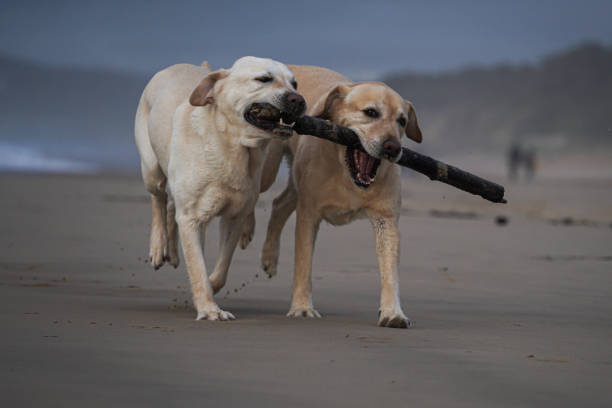 istock Labrador retriewer dogs 2150584585
