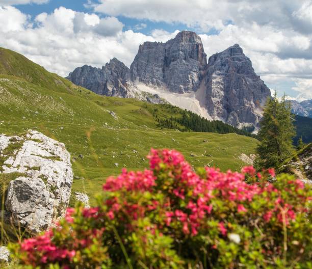 istock Monte Pelmo red mountain flowers Alps Dolomites mountain 2150584690