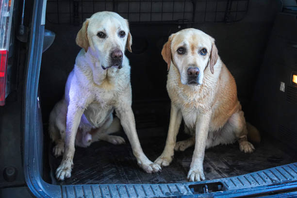 istock Labrador retriewer dogs 2150584795