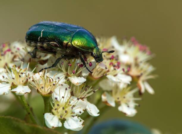 istock Green Rose Chafer, in latin Cetonia Aurata 2150584800