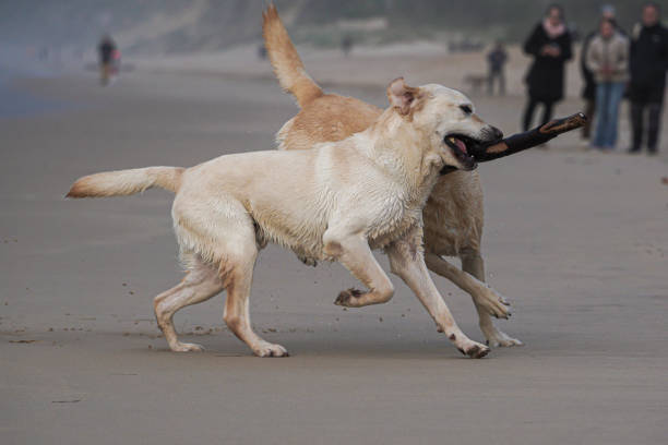 istock Labrador retriewer dogs 2150584951