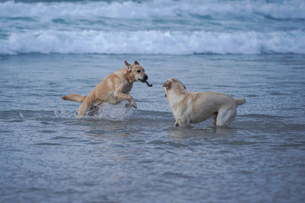 istock Labrador retriewer dogs 2150584956