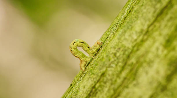 istock An Inch worm making its way across a tree branch. This macro clip can symbolize concepts of persistence, achievement, and determination 2150585210