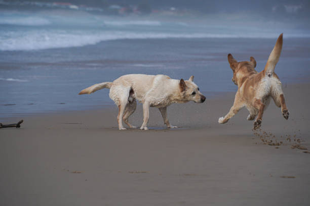 istock Labrador retriewer dogs 2150585289