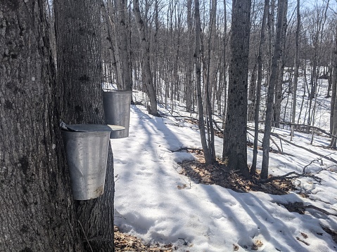 Metal sap buckets on maple trees in a forest during winter