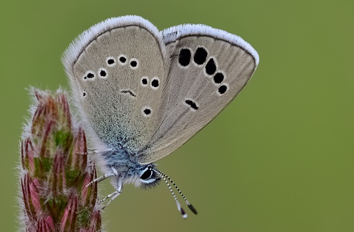 butterfly sitting on white flower - argynnis paphia