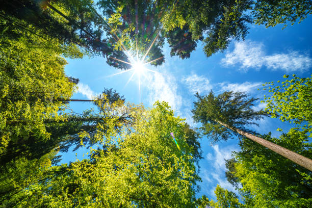 The sunlight filters through the clouds and trees in the forest, illuminating the natural landscape with its warm glow on branches, trunks, and vegetation