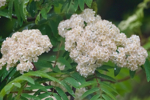 White Rowan tree flower blossom