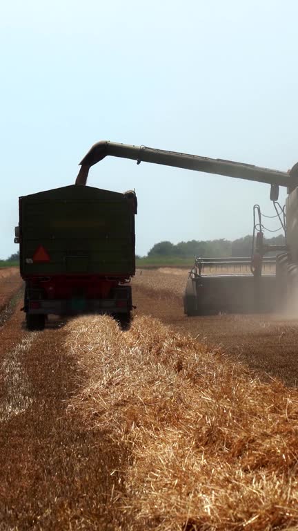 Combine Harvester Unloads Wheat On The Go into a Tractor Trailer