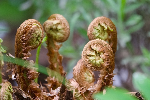Fern plant leaves uncurling and unfurling