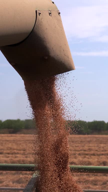 Wheat Grain Falling From Combine Auger into Tractor Trailer