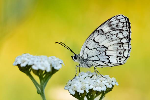 istock flowers and butterfly in natural life 2150587268