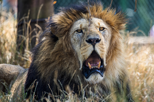 Found this majestic lion roaring to a neighboring male lion while on safari in South Africa's Greater Kruger National Park. Animal lion king wildlife Africa Greater Kruger safari woodland savanna mane male danger predator nature fence