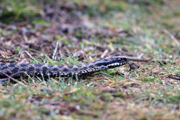istock Vipera berus, also known as the common European adder 2150587810