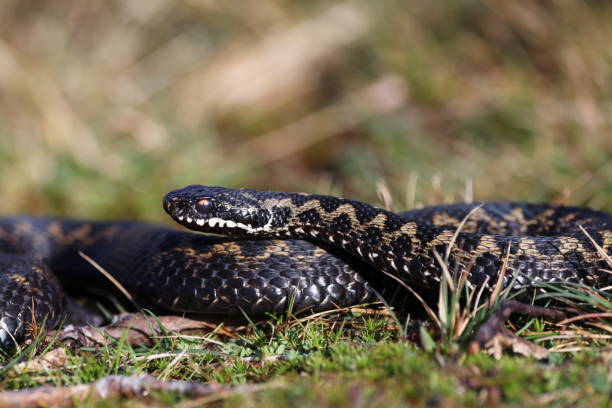 istock Vipera berus, also known as the common European adder 2150587815