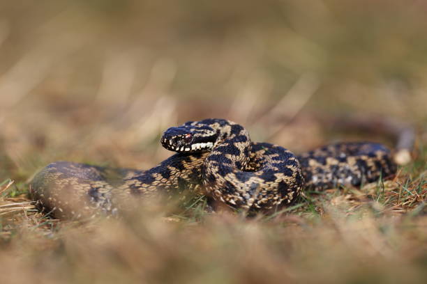 istock Vipera berus, also known as the common European adder 2150587825