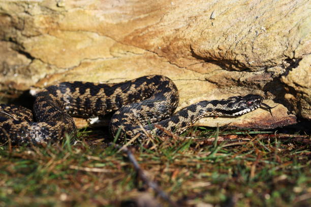 istock Vipera berus, also known as the common European adder 2150587830