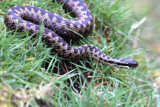 istock Vipera berus, also known as the common European adder 2150587831